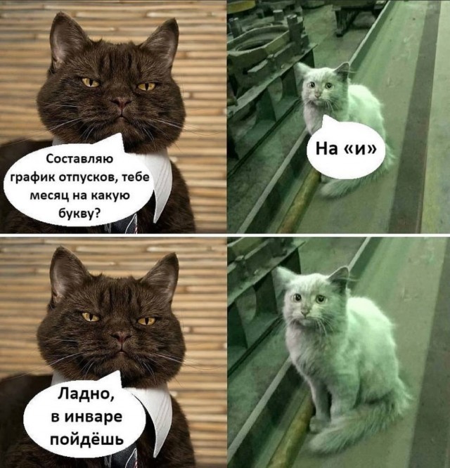 К котовторнику: подборка картинок-баянов с котиками и про котиков. Выпуск 42.