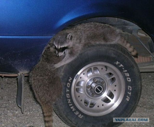 удалить! тест !