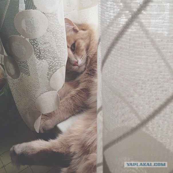 Завидую своему коту