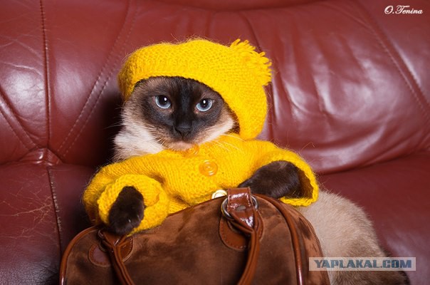С Котовторником!