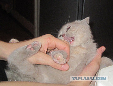 Котовторник 01.07.2014