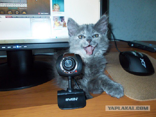 Котовторник 23.09.2014.