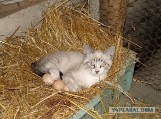 Котовторник 20.01.2015