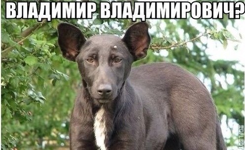 Забавные картинки из Сети