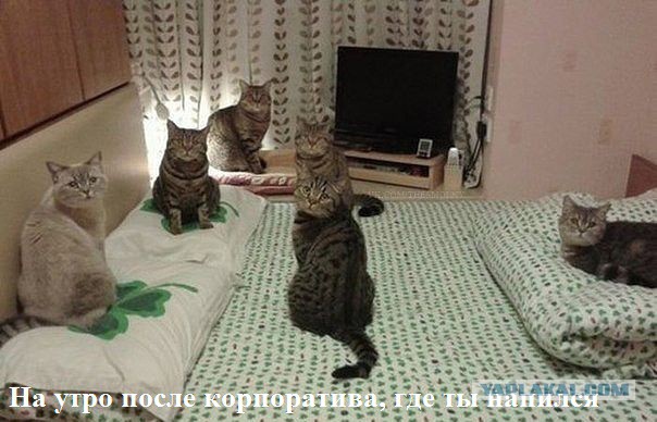 Забавные коты, ведущие себя как офисные работники
