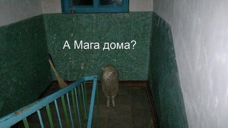 Как я украл барана.