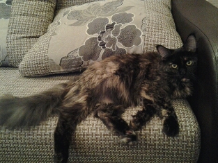 Котовторник 01.12.2015