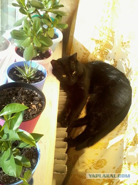 Новогодний котовторник,05.01.16.