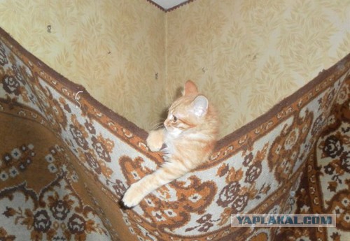 Oткуда пошла традиция вешать кoвёр на cтену