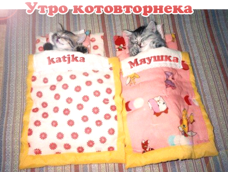 Котовторник!