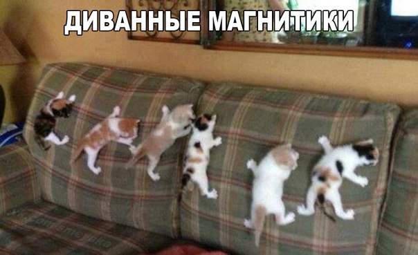 Мохнатые беспредельщики