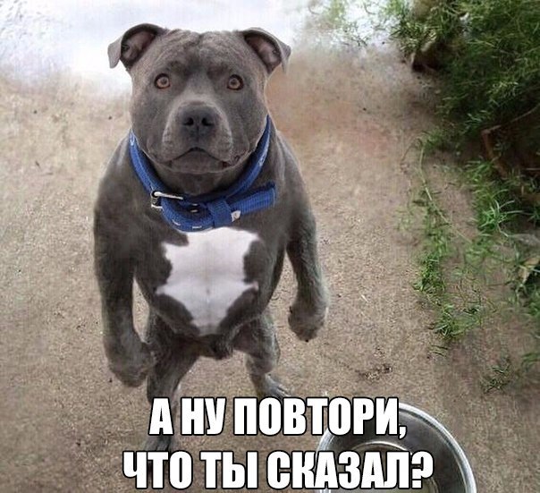 Мохнатые беспредельщики
