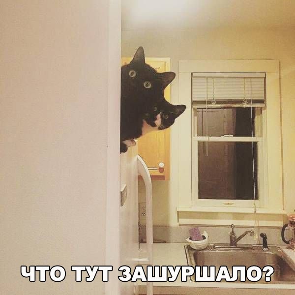 Прикольные животные