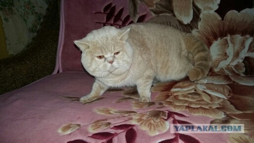 Кот мешает читать ЯП