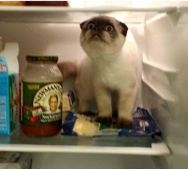 Коты и Кошки