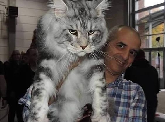 Коты и Кошки