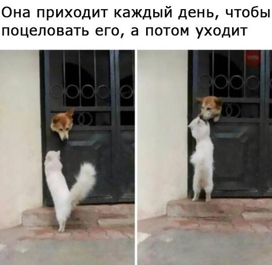 Коты и Кошки