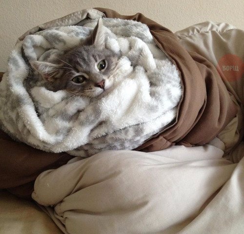 Коты и Кошки
