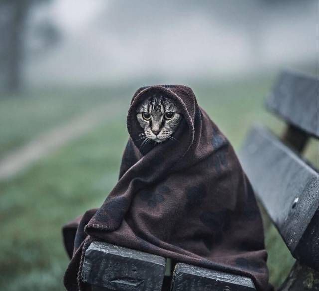 Коты и Кошки