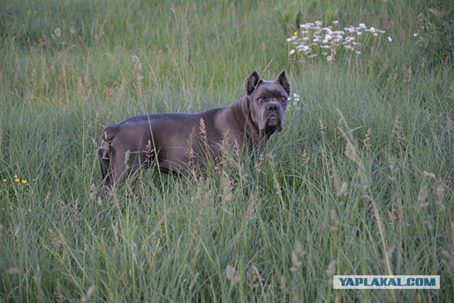 8 исчезнувших пород собак, которых не осталось даже на фотографиях