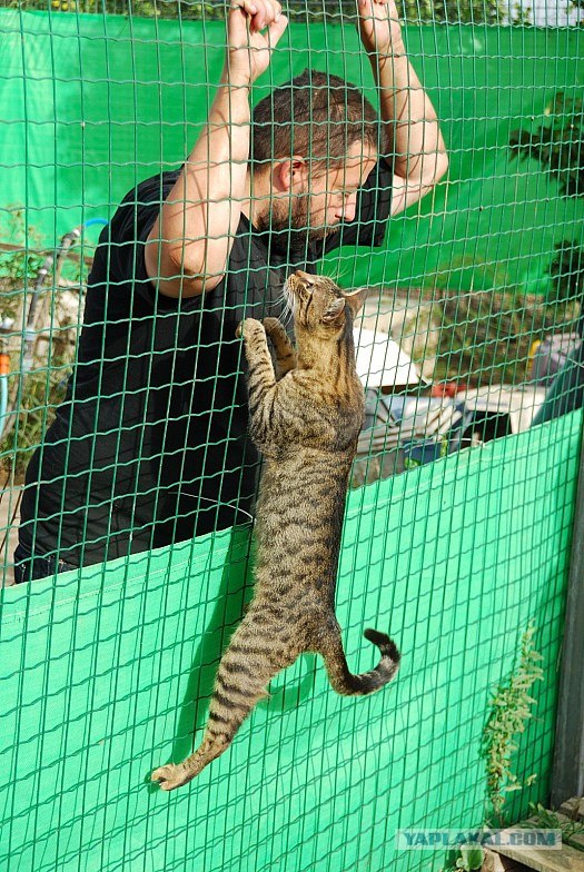 Приют Кошек в Израиле