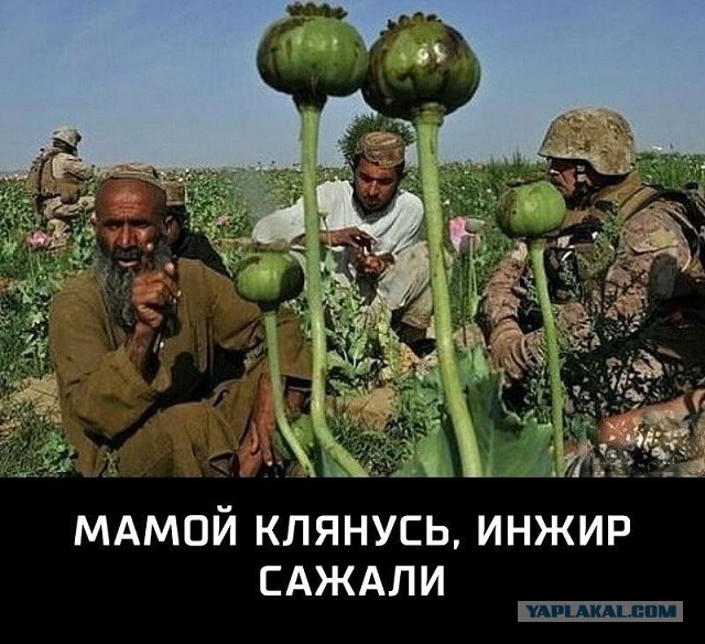 Что за растение посадила соседка?