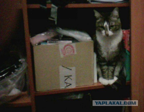 Котовторник! 08.11.11
