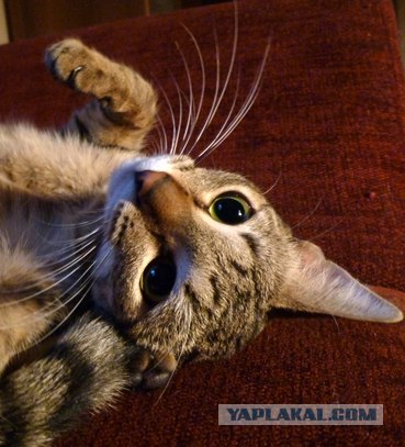Котовторник 20.03.2012