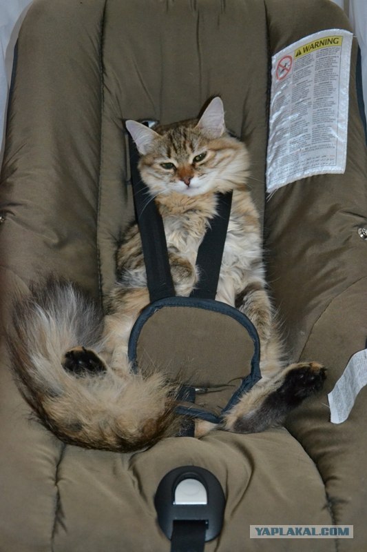 Котовторник 11.09.2012