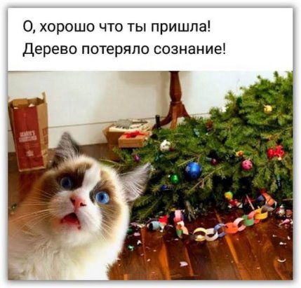 Анекдоты, соц-сети и картинки с надписями