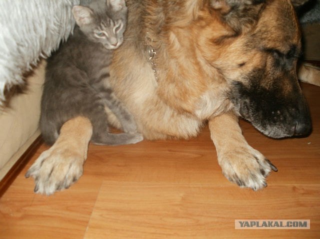 Шарик с друзьями