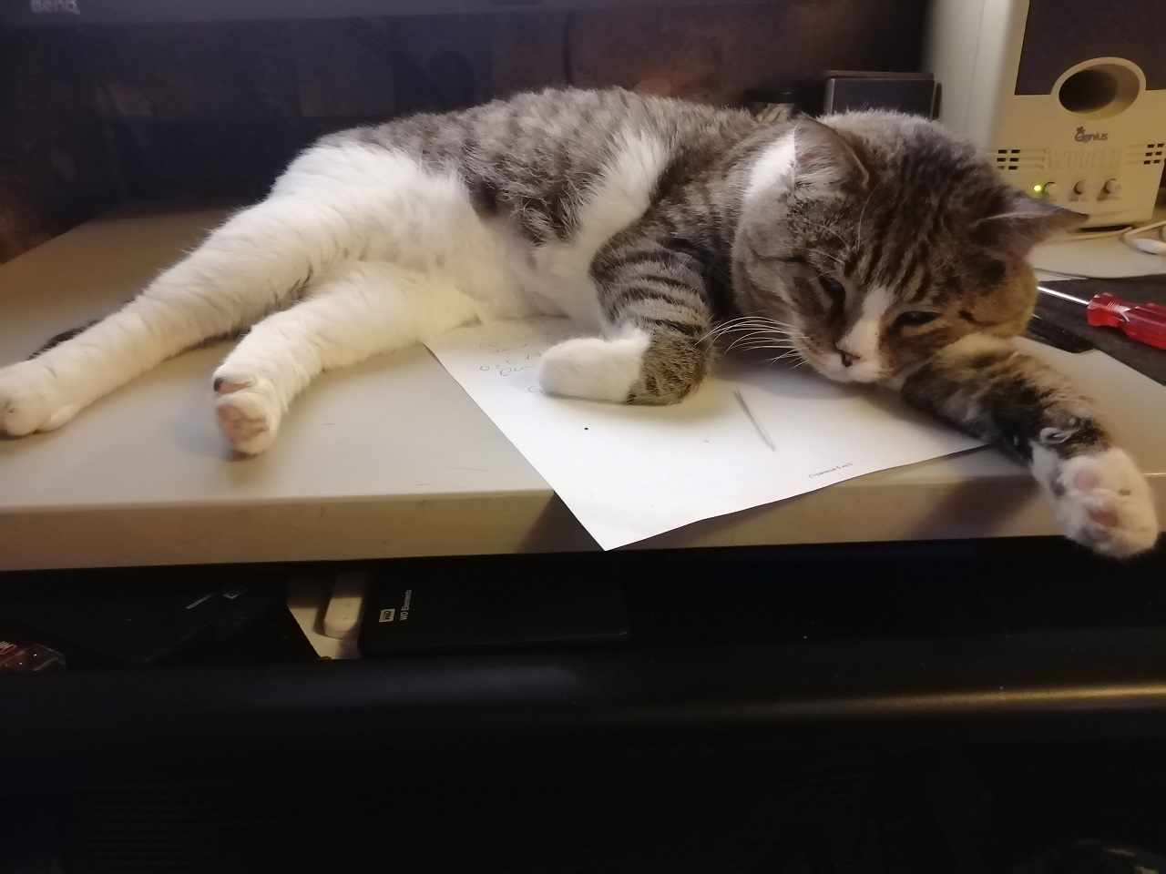 Кот эх бл
