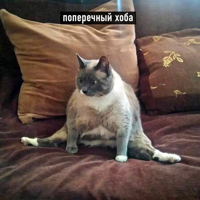 Виды хоба