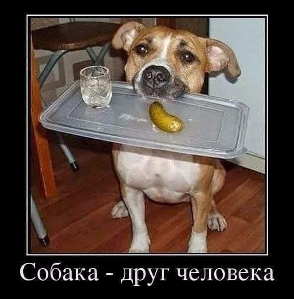 Улыбательные картинки околоновогодней тематики.