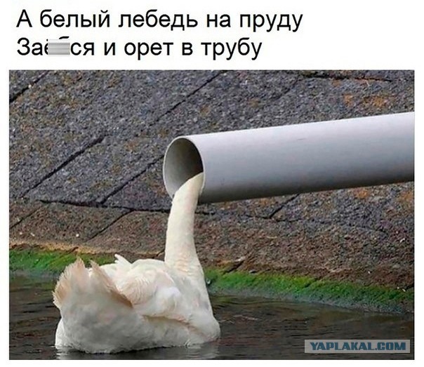Картинки для деградации 186 (разной степени свежести)