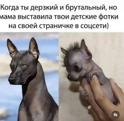 Картинки для деградации 267 (разной степени свежести)