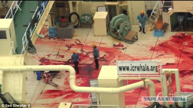 Японские китобои убивают китов