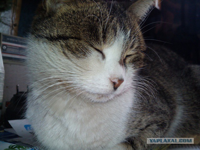 Котовторник  28.01.14