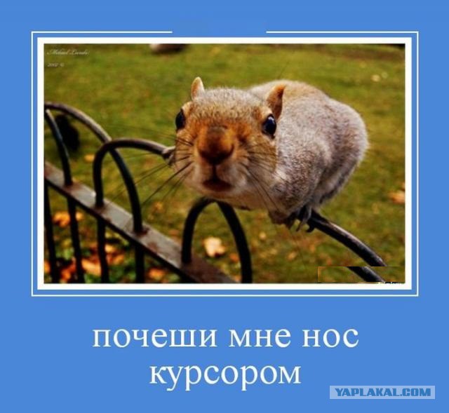 Демотиваторы.