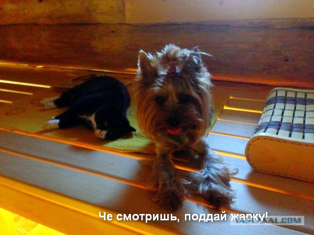Котовторник