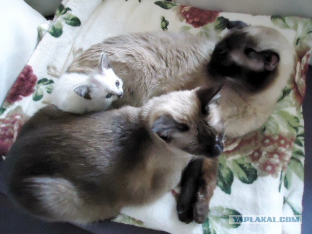 Котовторник