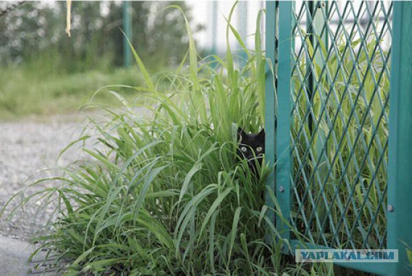 Коты в засаде