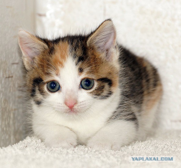 Купить Гладкошерстного Котенка В Москве