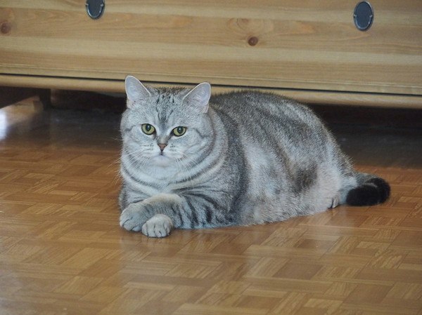 Коты и Кошки
