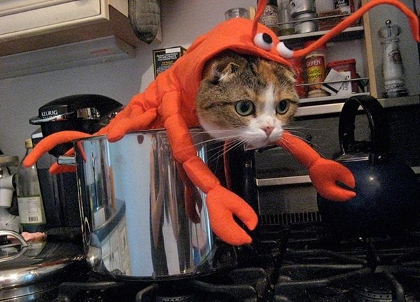 Коты и Кошки