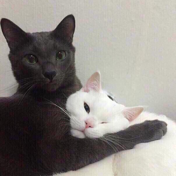 Коты и Кошки