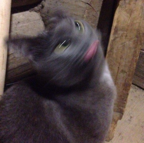 Коты и Кошки