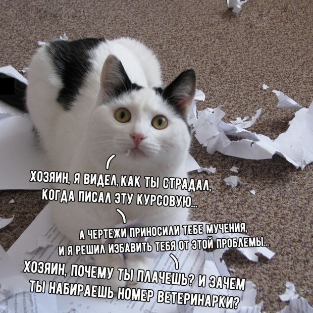 Прикольных котов пост