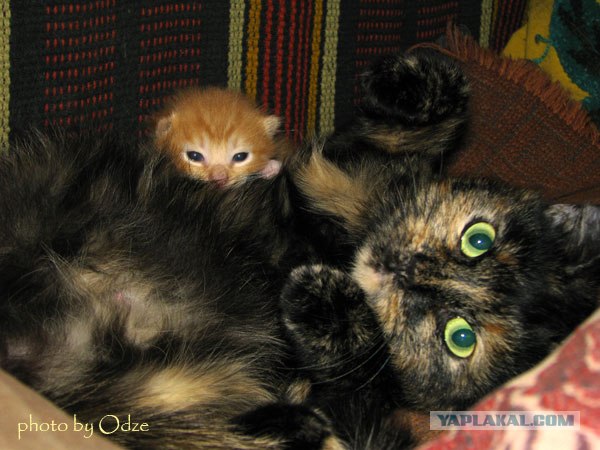 Ура, котовторник! (01.07.2008)