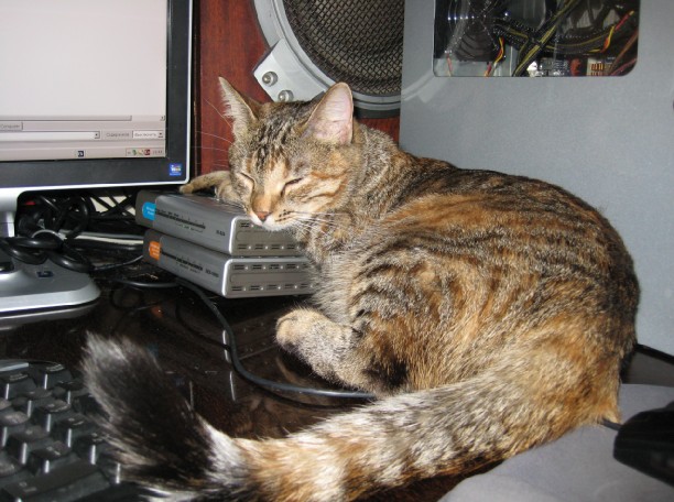 Котовторник